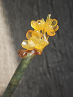 Golden Plum in Bloom