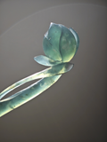Verdant Lotus Bud