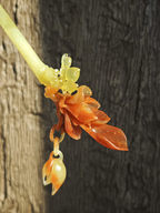 Golden Magnolia Bud Jade Hairpin