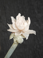 Jade Peony in Bloom