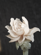 Jade Peony in Bloom