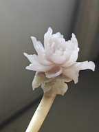 Jade Peony in Bloom