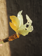 Jade Magnolia & Butterfly Hairpin