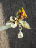 Dragonfly Perched on Lotus Jade Hairpin