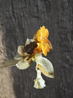 Dragonfly Perched on Lotus Jade Hairpin