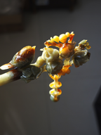Artful Finch on Jade Buds