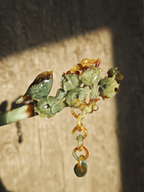 Artful Finch on Jade Buds