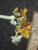 Golden Wutong with Perched Bird