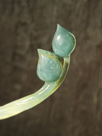 Verdant Jade Dual Lotus Buds Hairpin