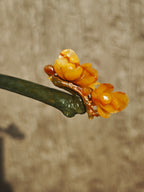 Golden Promise